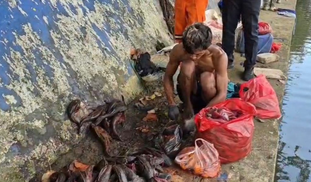 Petugas Satpol PP sedang mengawasi proses pemusnahan daging ikan sapu-sapu ilegal di area bantaran kali. Keterangan Foto: Satpol PP Sawah