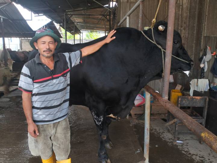 Sapi Brangus hitam berbobot 1,1 ton bernama Sambo berdiri sehat di kandang penggemukan Cipondoh, Tangerang, pasca dibeli Presiden Prabowo Subianto untuk kurban Iduladha 1447 H.